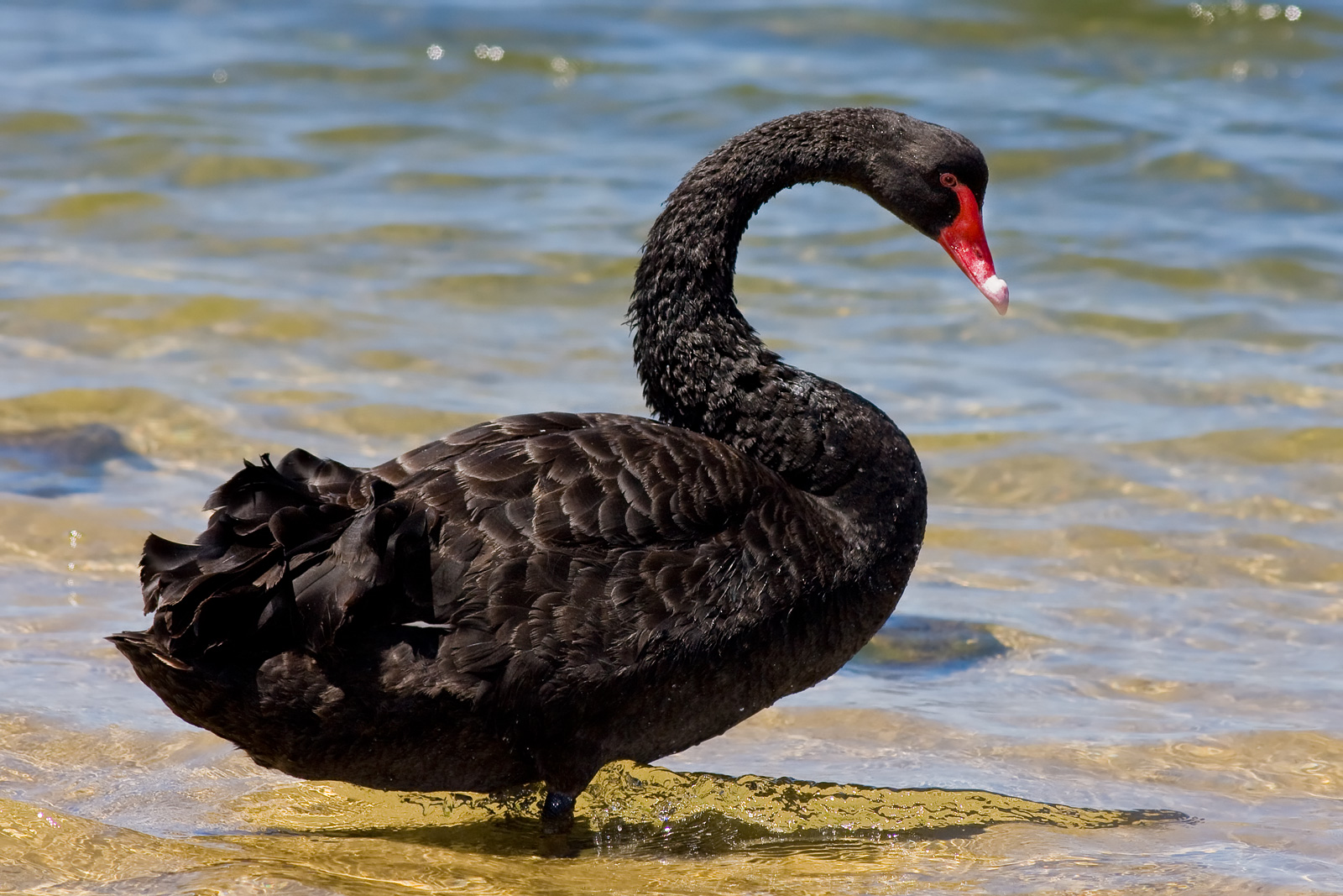 Black Swan (Cygnus atratus), Victoria, Australia, 2009